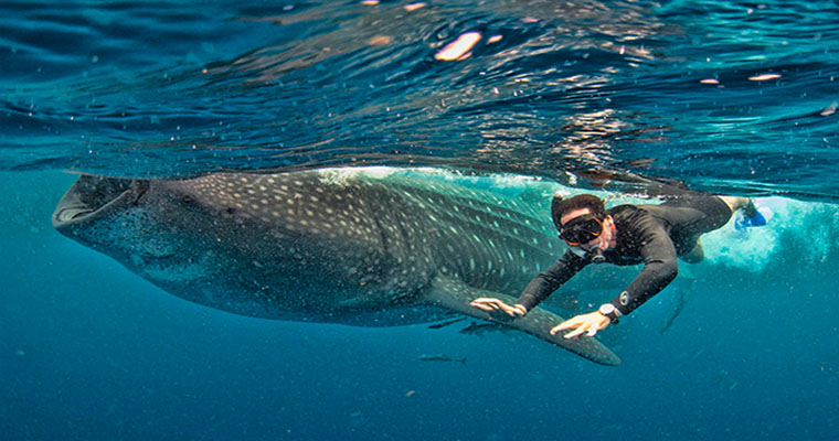 Whale Shark Snorkel 